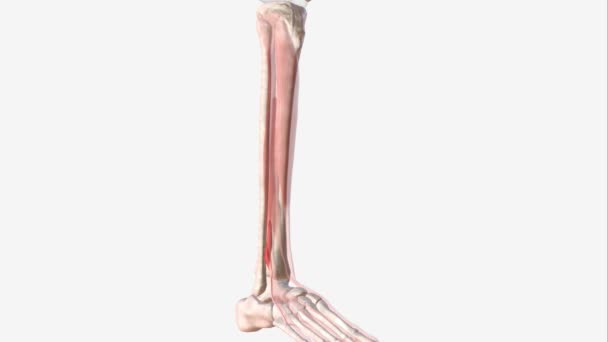 ティビアリス抗うつ薬としても知られているティビアリス前筋は 脚の前部コンパートメントで最大の4つの筋肉です — ストック動画
