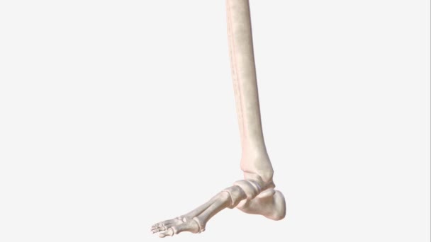 胫前肌也被称为胫前肌 Tibialis Anticus 是腿前部四个肌肉中最大的一个 — 图库视频影像