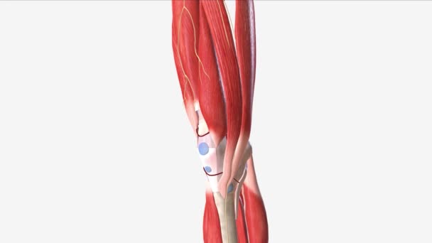 Vastus Intermedius Músculo Médico — Vídeo de Stock