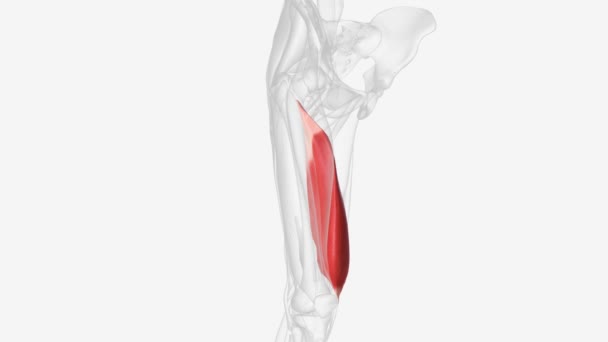 内侧的腹肌是一种伸展肌 位于大腿内侧 伸展膝部 — 图库视频影像