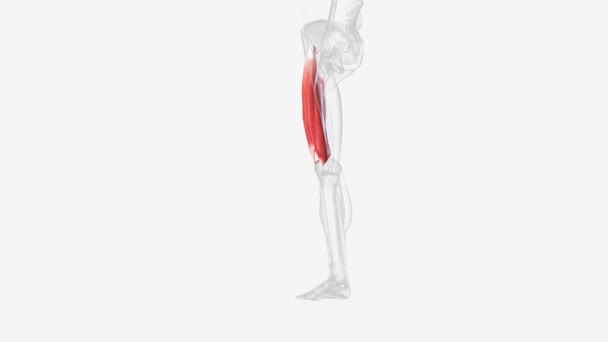 Части Quadriceps Бедренной Кости Медицинское — стоковое видео