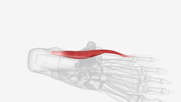 アブダクターディジティ ミニミは 足の外側 の境界に沿った筋肉です — ストック動画
