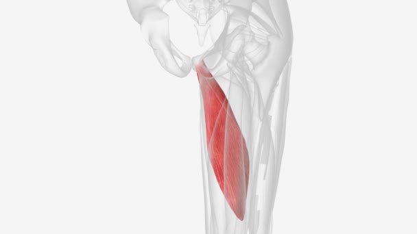 延髓是位于大腿上的骨骼肌 — 图库视频影像
