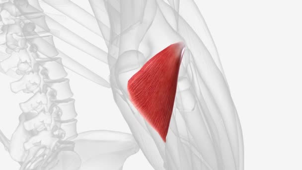 腹股沟是一种位于肘部的小肌肉 连接着肱骨和尺骨 — 图库视频影像