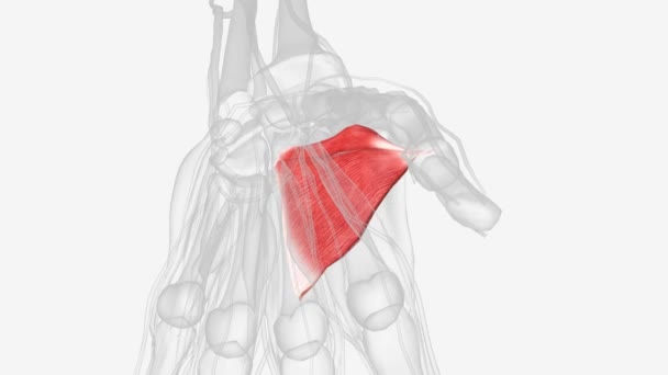 输卵管肌是手部的固有肌肉 位于手掌最深处的肌肉平面上 — 图库视频影像
