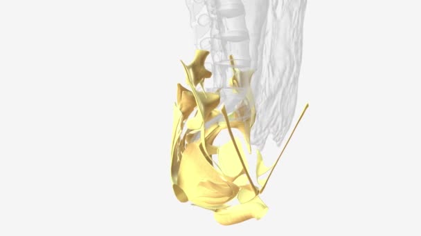 骨盆结缔组织3D医学 — 图库视频影像