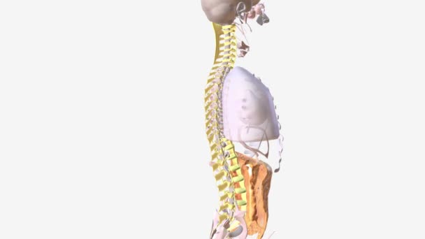 Tissu Conjonctif Colonne Vertébrale — Video