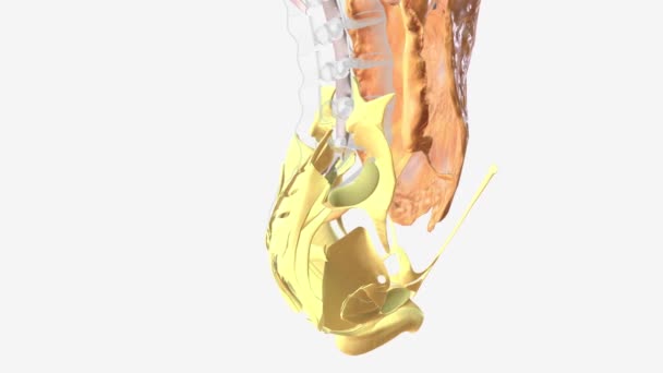 骨盆结缔组织3D医学 — 图库视频影像