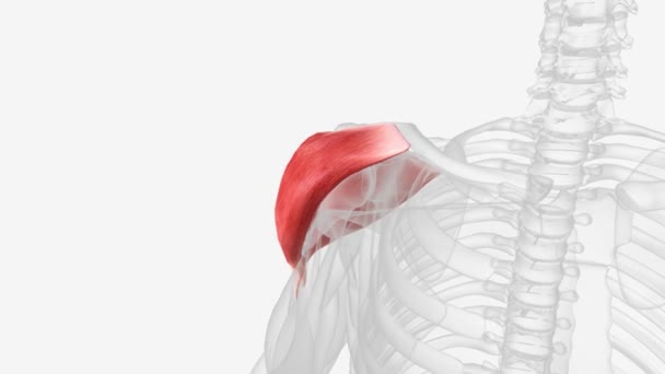 Músculo Deltoide Grande Músculo Triangular Que Encontra Sobre Articulação Glenoumeral — Vídeo de Stock