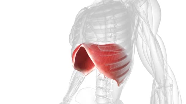 Diafragma Músculo Que Ayuda Inhalar Exhalar — Vídeos de Stock