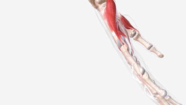 腋窝肌肉是上臂内侧部分的一块肌肉 它位于手臂前部的隔间内 — 图库视频影像