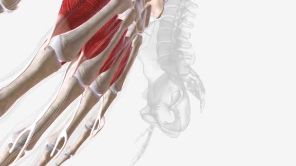 コラコブラキアリスの筋肉は腕の上部中央部の筋肉である それは腕の前部のコンパートメントの中に位置しています — ストック動画