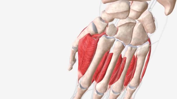 Dorsal Interossei Muscles Situated Dorsal Compartment Hand — Stock Video