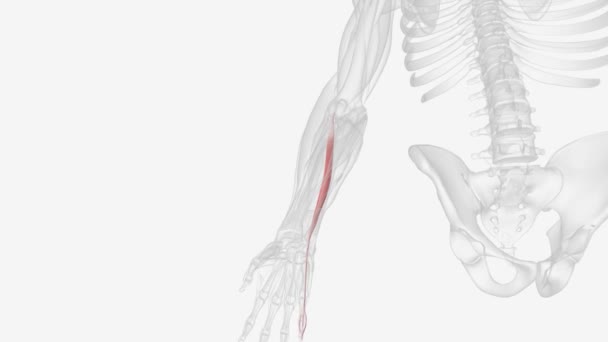 エクスセンサーディジティ ミニミは後部前腕に見られる長くて薄い筋肉です — ストック動画
