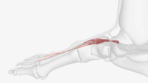 伸展肌 Extensor Digitorum Brevis 是足背固有的肌肉之一 — 图库视频影像