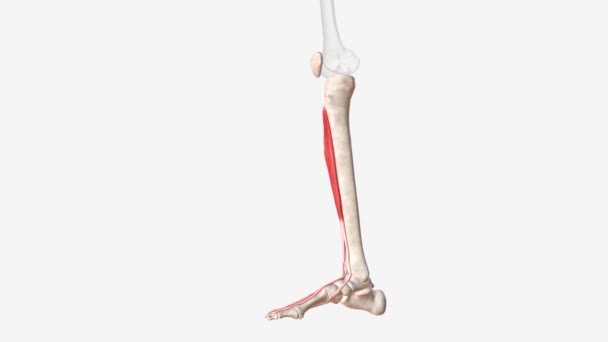 エクステリアディジトリウムロングスは 脚の前部に位置するペナテッド筋肉です — ストック動画