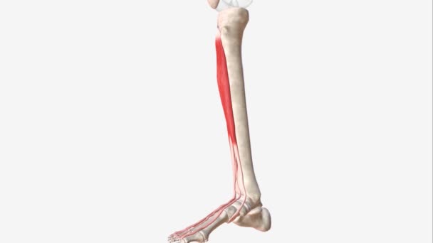 エクステリアディジトリウムロングスは 脚の前部に位置するペナテッド筋肉です — ストック動画