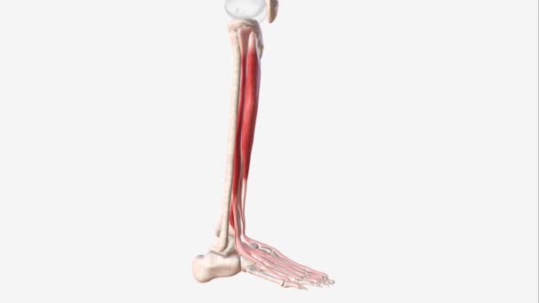 伸展肌是位于胫前和伸展肌之间的一种骨骼肌 是一种细长的骨骼肌 — 图库视频影像