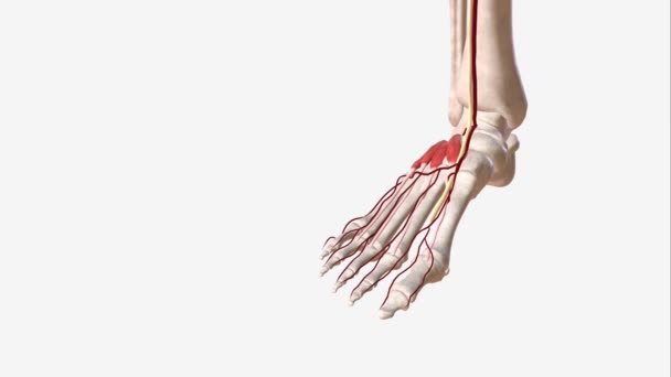 伸展肌 Extensor Hallucis Brevis 是一种位于足背的短肌肉 连接于大趾的跟骨和近端的指节之间 — 图库视频影像