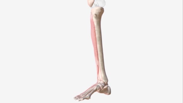 Muscle Extenseur Hallucis Longus Est Muscle Squelettique Mince Situé Entre — Video