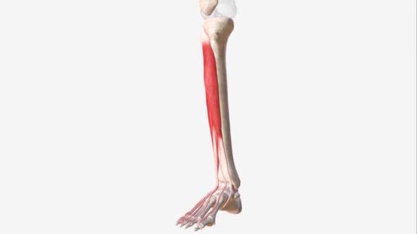 Músculo Extensor Longo Hálux Músculo Esquelético Fino Situado Entre Tibial — Vídeo de Stock