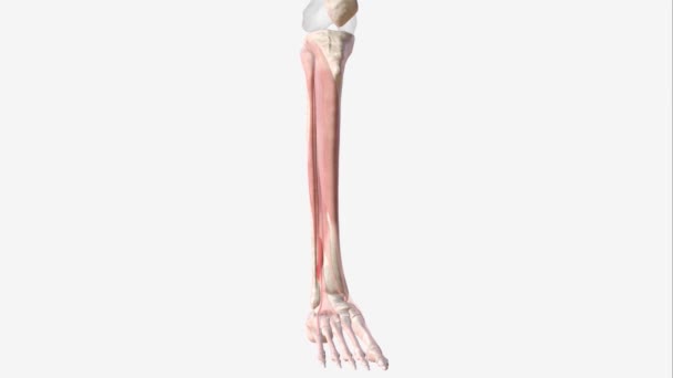 エクステリア幻覚長期筋は薄い骨格筋であり ティビアリス前と延長ディジトリウスとの間に位置する — ストック動画