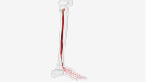 Extensor Hallucis Longus Ehl Thin Muscle Situated Tibialis Anterior — Stock Video