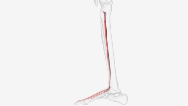 Extensor Longo Hálux Ehl Músculo Fino Situado Entre Tibialis Anterior — Vídeo de Stock