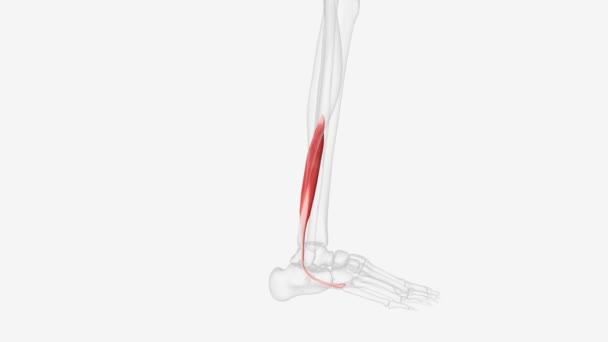 Main Function Fibularis Brevis Evert Foot Subtalar Joint — Stock Video