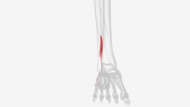 フィブリジス テルティウスは 足をドリブルドレクスすることである前頭蓋骨の筋肉です — ストック動画