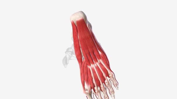 Flexor Digitorum Brevis Central Muscle Superficial Layer Plantar Foot Muscles — Stock Video