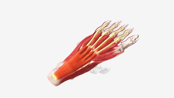 Flexor Digitorum Brevis Central Muscle Superficial Layer Plantar Foot Muscles — Stock Video