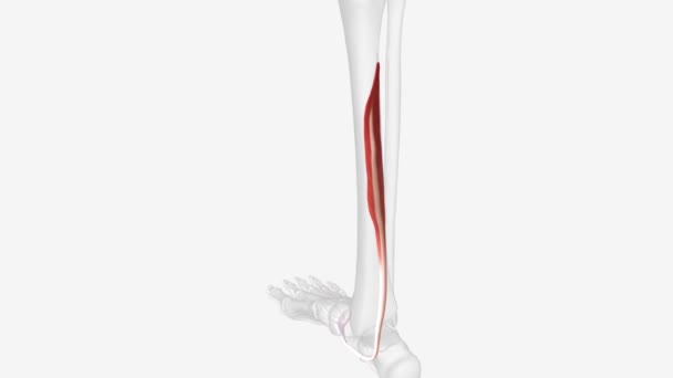フレクソリジトリウムロングス Fdl は下足の後部コンパートメントの深い筋肉グループの一部です — ストック動画