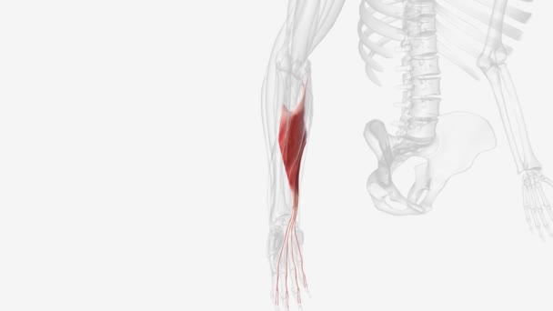 筋膜上筋膜 Flexor Digital Orum Superhran Alis 是指指在指间指间关节处的外屈肌 — 图库视频影像