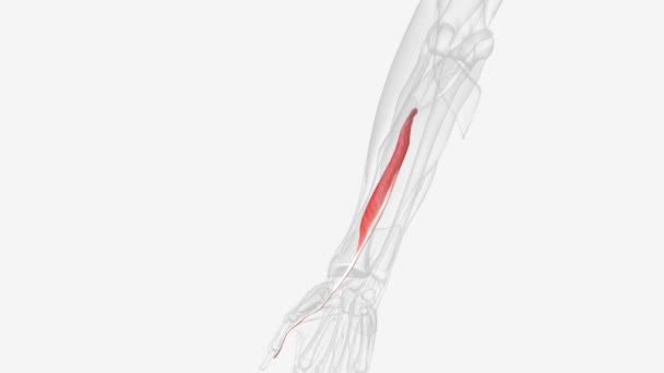 柔軟なポリクリスロングスは 腕の筋肉であり 親指を柔らかくする手です それはフレクソリジトリウムと同じ平面にあります — ストック動画