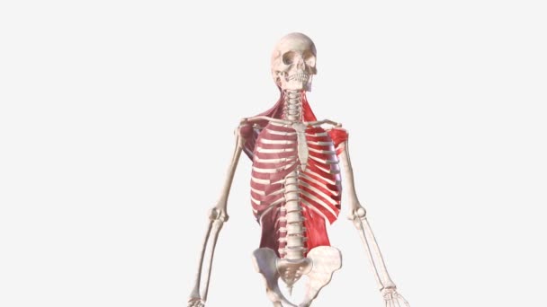 人类左上角肌肉群 — 图库视频影像