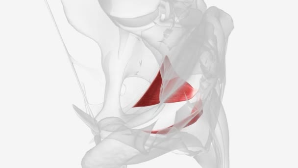 肠球菌的肌肉产生于侧性耻骨症状 穿过骨盆侧壁 — 图库视频影像