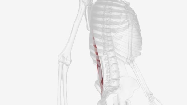 Iliocostalis Lumborum Muscle Part Erector Spinae Making One Deep Muscles — Stock Video