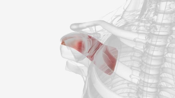 赤外線ピナトゥスは スカプラの赤外線の多くを占める厚い三角形の筋肉です — ストック動画