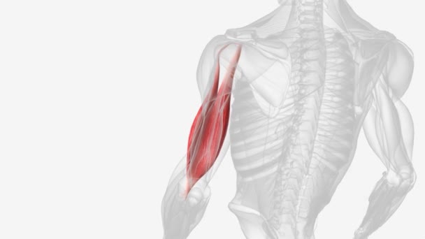 Biceps Brachii Commonly Know Biceps Large Thick Muscle Ventral Portion — Stock Video