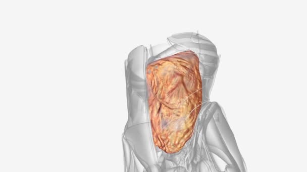 他的韧带也被称为Gimbernat韧带 是一种位于腹股沟区域的韧带 — 图库视频影像