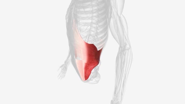 横向きの腹部は 内側のオブリック筋肉の内側にすぐに腹部に位置しています — ストック動画