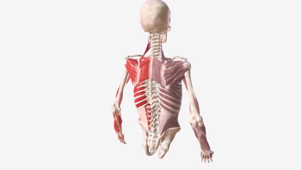 上肢由许多肌肉组成 这些肌肉被组织成解剖室 — 图库视频影像