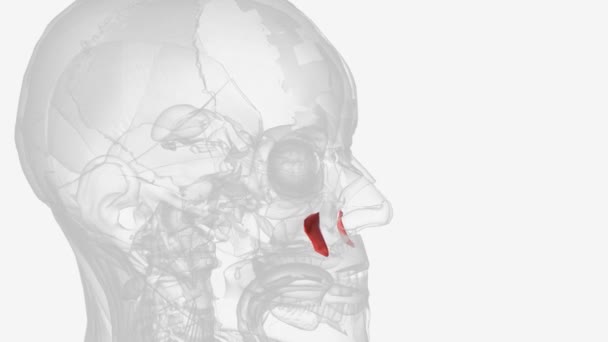 アングリオリス カヌーニス カインの脂肪から生じる口の顔の筋肉で 直ちに赤外線バイタルフォアメンの下にあります — ストック動画