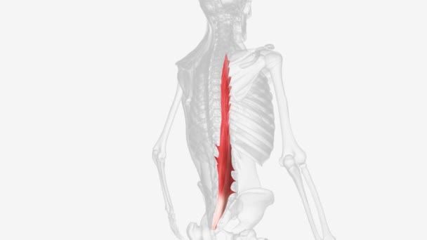 Músculo Longissimus Músculo Intrínseco Largo Espalda — Vídeo de stock