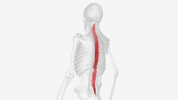 多指肌横跨整个脊柱 但最发达的部位是腰椎区域 — 图库视频影像