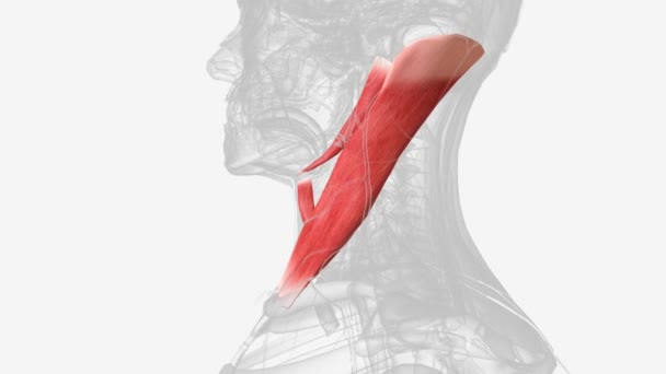 形成颈动脉三角形的肌肉 — 图库视频影像