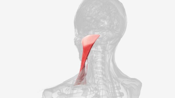 形成颈动脉三角形的肌肉 — 图库视频影像