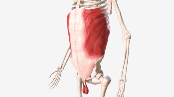腹部肌肉有助于躯干的运动 — 图库视频影像