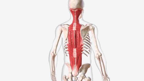 Muscoli Della Parte Superiore Della Schiena Sono Latissimus Dorsi Muscoli — Video Stock